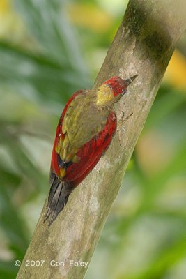 Woodpecker, Crimson-winged (female) @ Camping Grounds