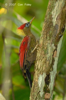 Woodpecker, Crimson-winged (female) @ Camping Grounds