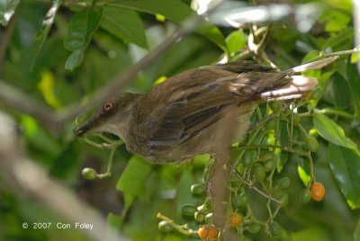 Bulbul, Red-eyed @ Camping Grounds