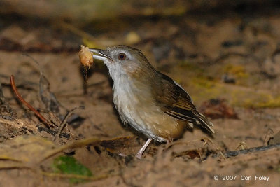 Babbler, Abbott's