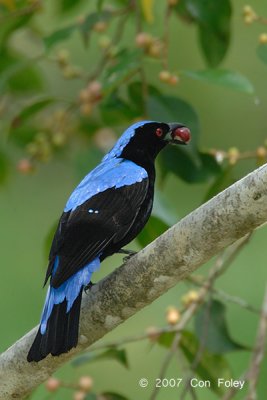 Bluebird, Asian Fairy @ Tahan Hide