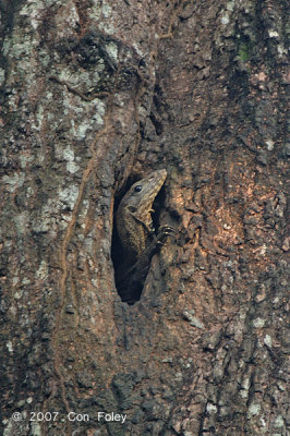 Hornbill, Oriental Pied (nest hole with unwelcome visitor) @ Pulau Ubin