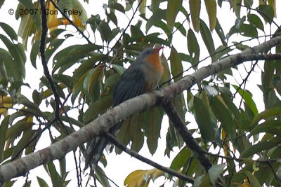 Malkoha, Red-billed