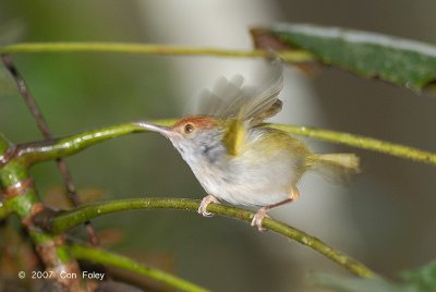 Tailorbird, Common