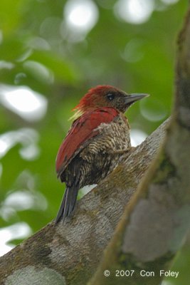 Woodpecker, Banded (female)