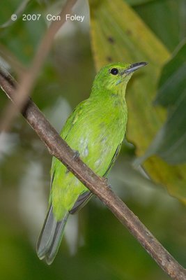 Leafbird, Lesser Green (female)