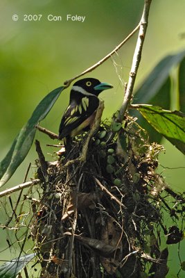 Broadbill, Black-and-yellow (on nest)