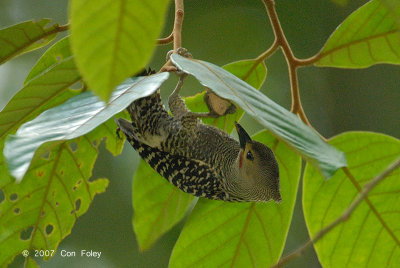 Woodpecker, Buff-rumped (male)