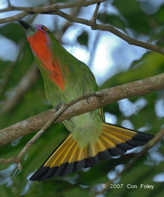 Bee-eater, Red-bearded (male - displaying)