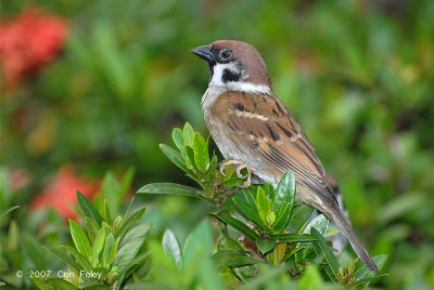 Sparrow, Eurasian Tree