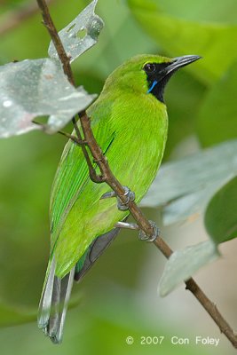 Leafbird, Greater Green (male)