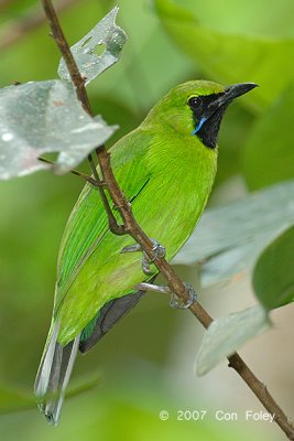 Leafbird, Greater Green (male) @ Panti