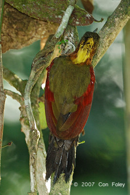 Woodpecker, Checker-throated