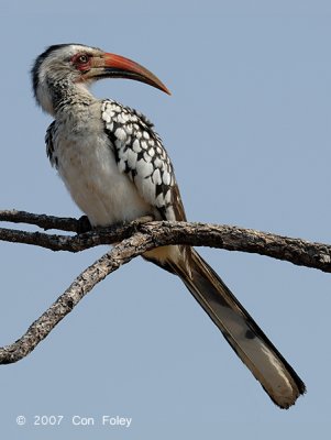 Hornbill, Red-billed (male)