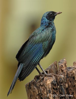 Starling, Burchell's