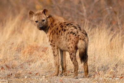 Hyena, Spotted