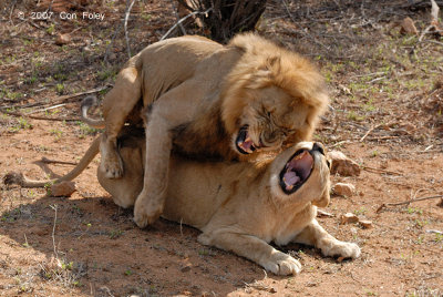 Lion (mating)