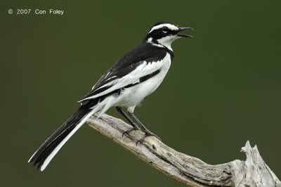 Wagtail, African Pied