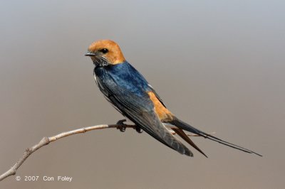 Swallow, Lesser Striped