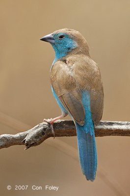 Waxbill, Blue (male)