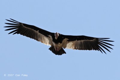 Vulture, White-headed