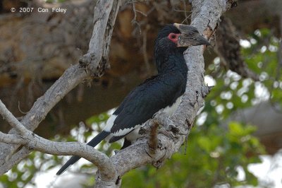 Hornbill, Trumpeter (immature female)