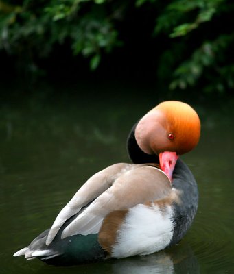 RED CRESTED POCHARD