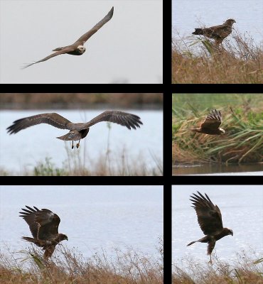 marsh harrier combo.jpg