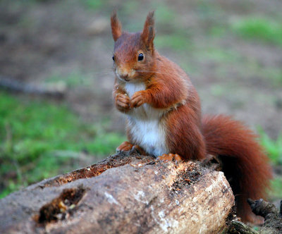 RED SQUIRRELS AT FORMBY POINT