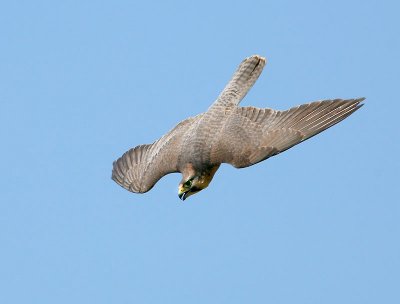  Stooping Falcon