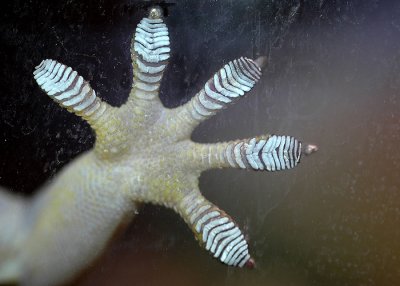 Gecko Hand