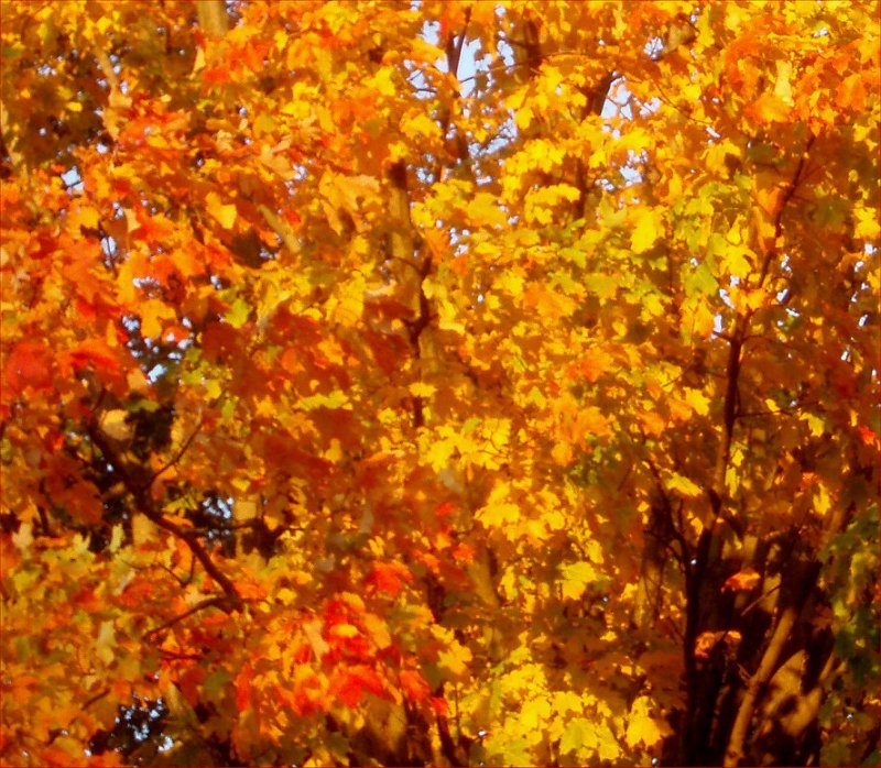 Fall on Ott Lane