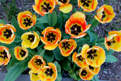 Hofstra tulip festival