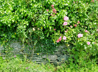 Rose covered wall