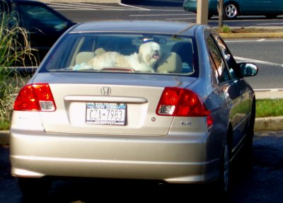 This car protected by Lhasa