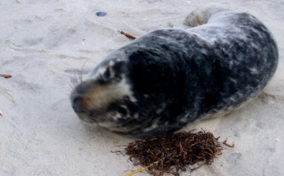 Baby harbor seal ready for his closeup