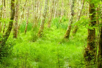 A magical forest near Killarney