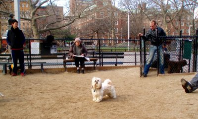 King of the Dog Run