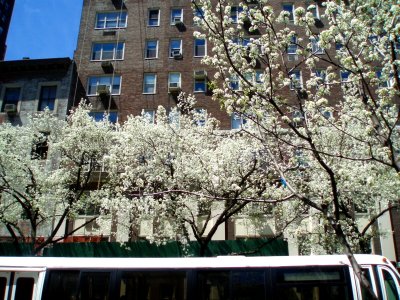 Spring on Madison Avenue