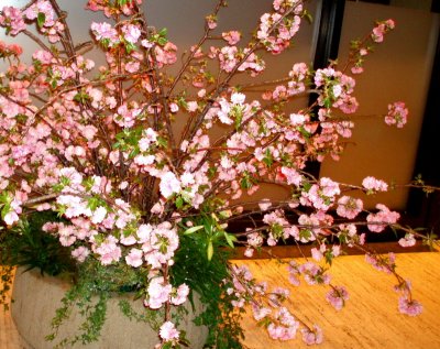 Indoor cherry blossoms at the Irish Consulate