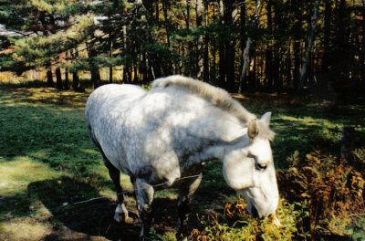 A friendly horse in New Hampshire