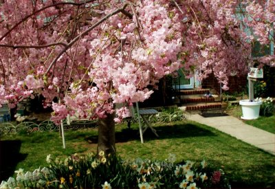 Cherry blossoms in Merrick