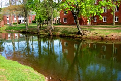 Reflections of spring