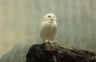 White owl at Central Park zoo