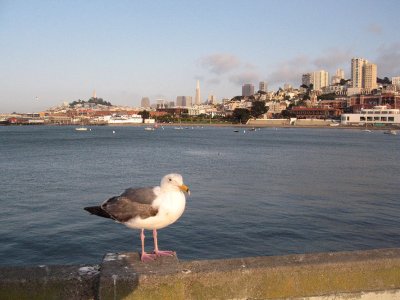 Gulls view of San Francisco