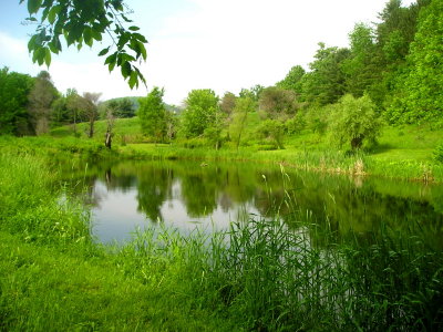 Backyard pond