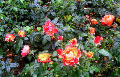 Roses in Tralee