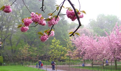 Cherry blossom time