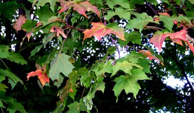 1st blush of Fall