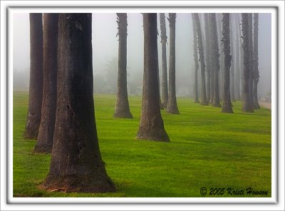 Palms In The Fog